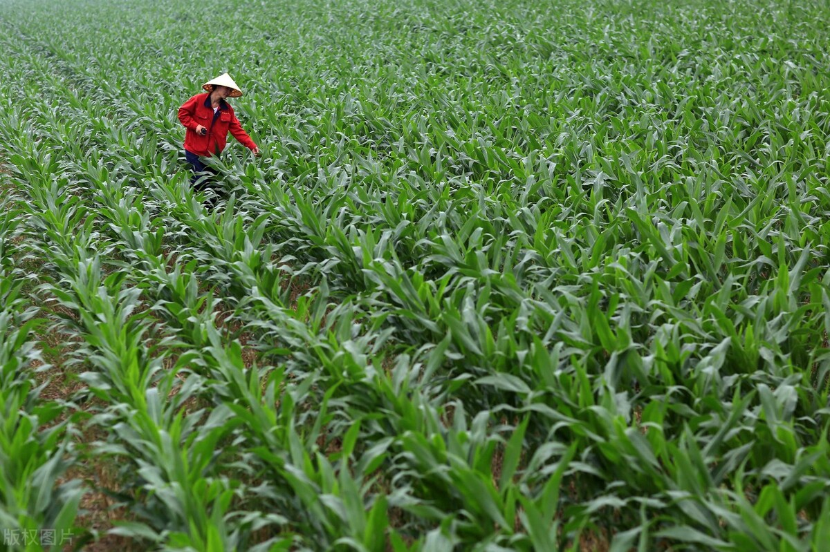 对农村土地进行管理时，宅基地确权有争议如何解决？