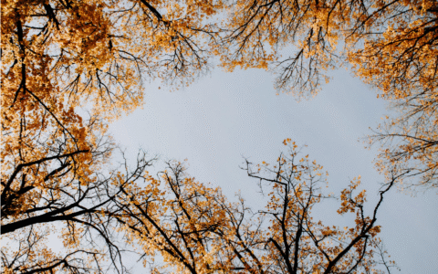 煤炭法是怎么规定的及煤炭企业发展的意见和建议