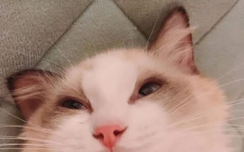 51高速免费吗及高速免费通行规则