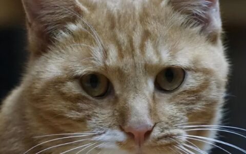 关于协议离婚孩子抚养权及协议离婚子女抚养权问题