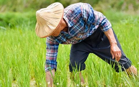 失地农民养老保险政策是什么及2025年农村失地保险政策