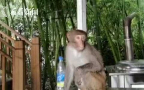 养猴子犯法吗及有关养猴子的法律法规