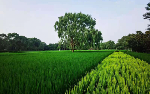 关于行政案件管辖若干问题的规定的理解及治安案件的管辖范围