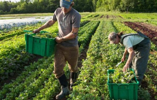 政策：大力发展特色农业产业；有机农业：只能用高价来平衡收支