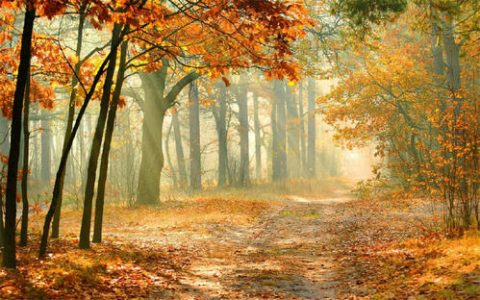 借款申请书怎么写及公司借款申请书模板