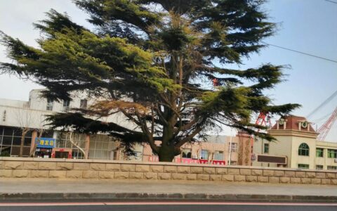 山东刑事辩护律师及山东省刑事案件最好的律师