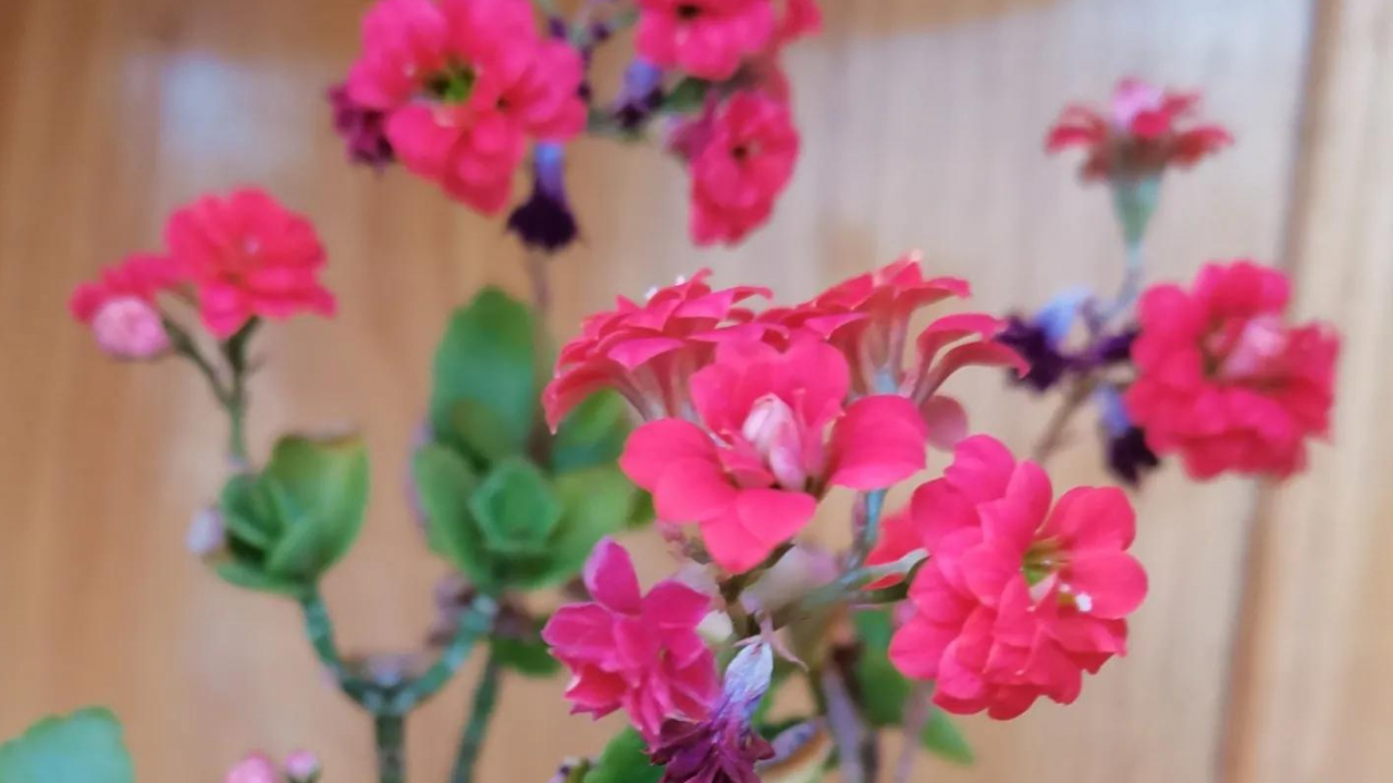 股东决议开头形式与内容