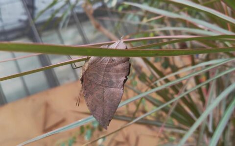 分公司和子公司的区别及成立一个分公司的流程