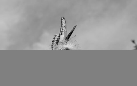 夫妻协议离婚程序及双方自愿离婚流程