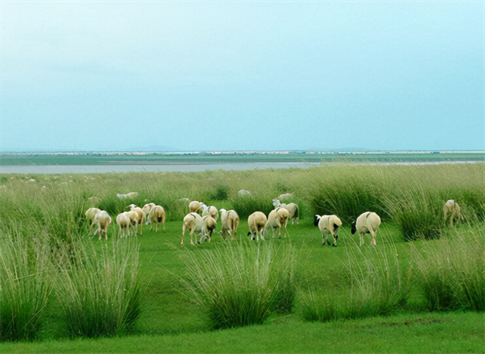 2016年一男子在青海草场挖走五袋文物，卖1800万，不料惩罚来了