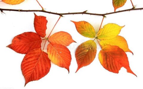 广州企业怎么变更及广州工商变更网上办理流程