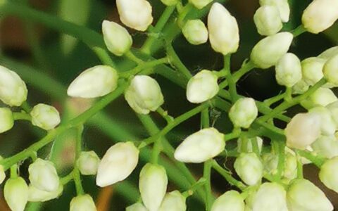 假冒军官诈骗是什么罪及冒充军官诈骗案例讲解