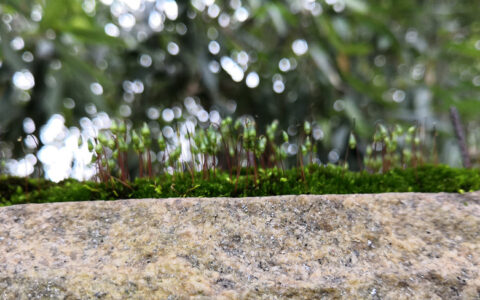 驰名商标认定和保护规定及中国驰名商标的认定条件