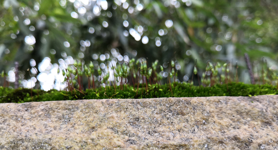 援引在先认定记录予以驰名商标保护应具备哪些条件？