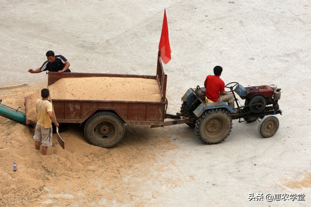 2022粮食补贴几月发放？一亩地可领多少钱？哪些人可领？一文解读