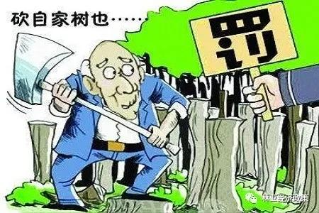 滥伐自己的林木，林木如何处理？