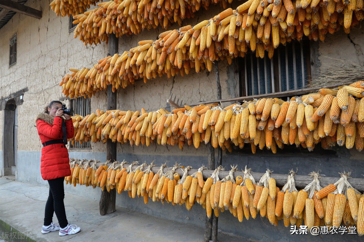 2022粮食补贴几月发放？一亩地可领多少钱？哪些人可领？一文解读