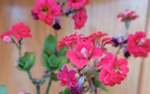 公司股东会决议样本及最简单的股东决议书模板