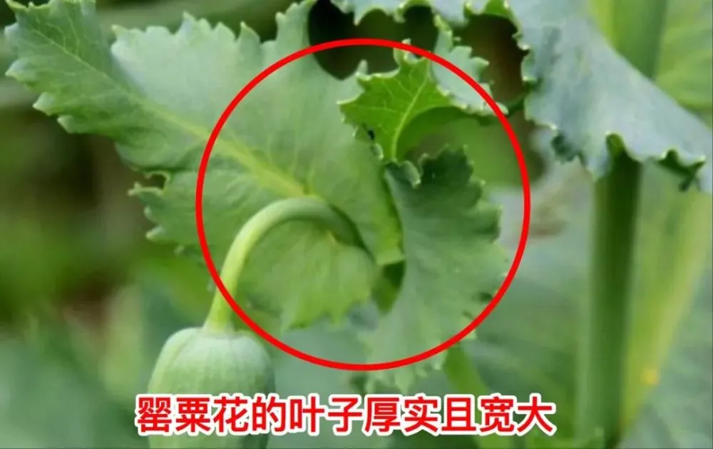 罂粟，种植一棵也违法