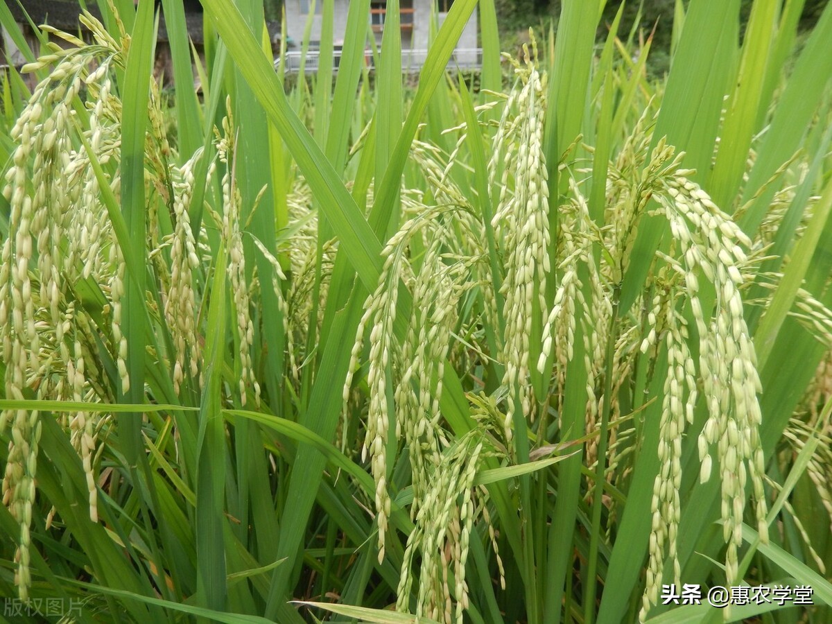 2022粮食补贴几月发放？一亩地可领多少钱？哪些人可领？一文解读