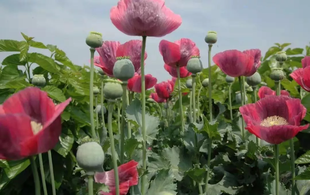 罂粟，种植一棵也违法
