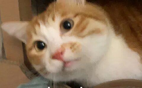 嫖娼怎么治安处罚规定及法律对嫖客的处罚