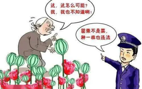 罂粟花种多少犯法及种植罂粟的法律规定