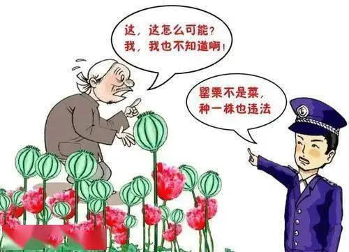 罂粟，种植一棵也违法