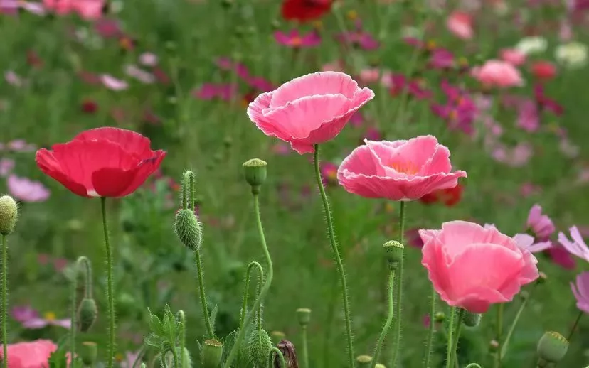 罂粟，种植一棵也违法