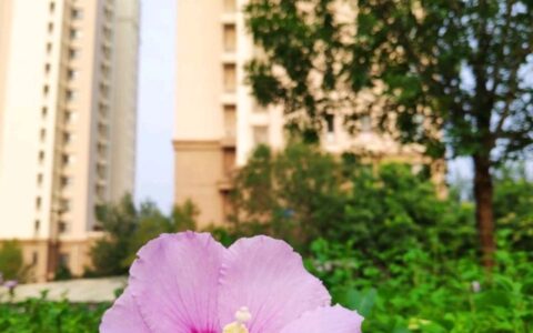 天津公租房申请条件是什么及2025年天津公租房最新消息