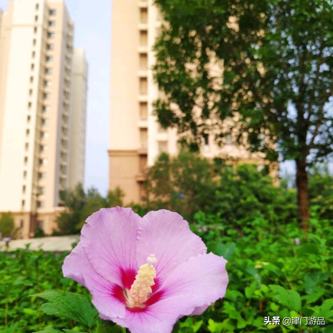 天津又一大批公租房来了，6个行政区1584套房屋，你申请了吗？