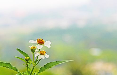 2022年居民养老保险缴费标准是多少？补贴多少？