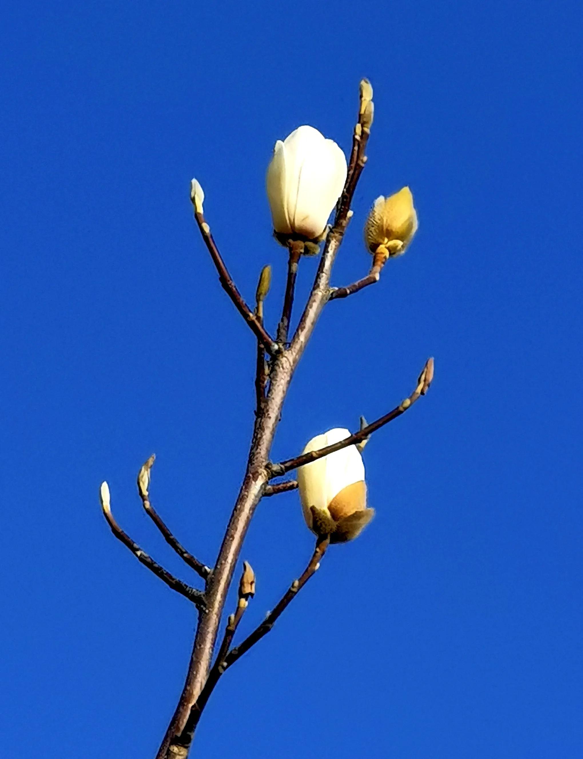 0cd346cdabea4ed8973b54eb182bd897