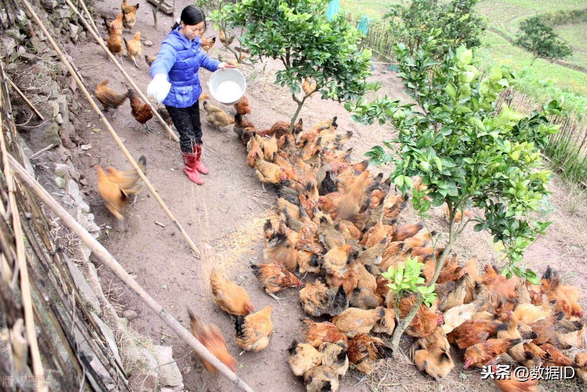 农村的剩余劳动力怎么安置，还有农村所有的农机具怎么办？