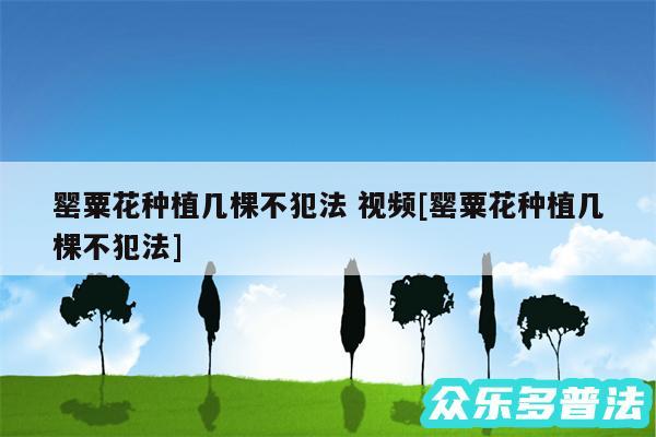 罂粟花种植几棵不犯法 视频及罂粟花种植几棵不犯法